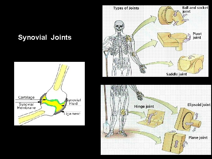 Synovial Joints 