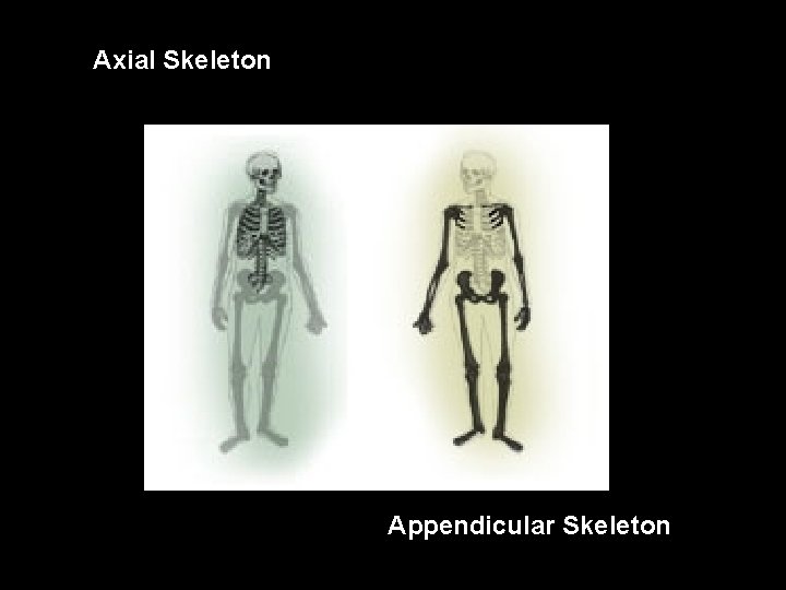 Axial Skeleton Appendicular Skeleton 