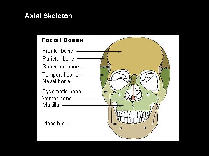 Axial Skeleton 