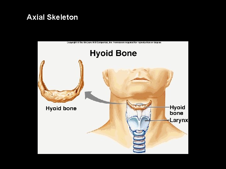 Axial Skeleton 