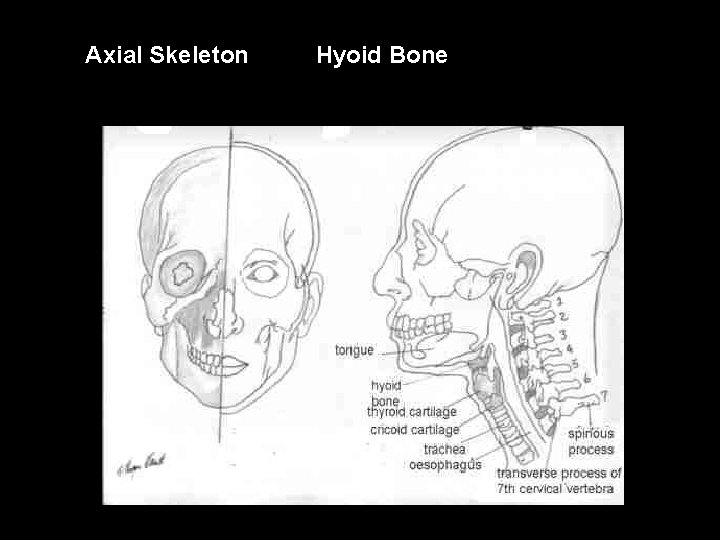 Axial Skeleton Hyoid Bone 