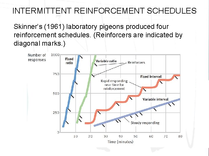 INTERMITTENT REINFORCEMENT SCHEDULES Skinner’s (1961) laboratory pigeons produced four reinforcement schedules. (Reinforcers are indicated