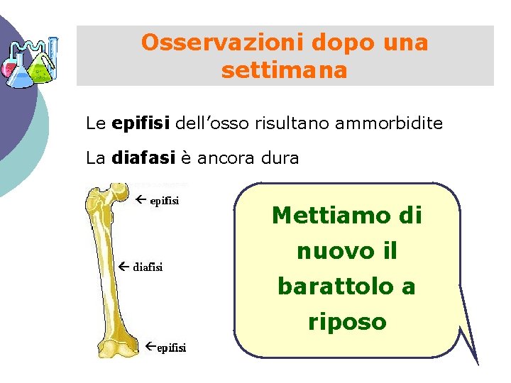 Osservazioni dopo una settimana Le epifisi dell’osso risultano ammorbidite La diafasi è ancora dura