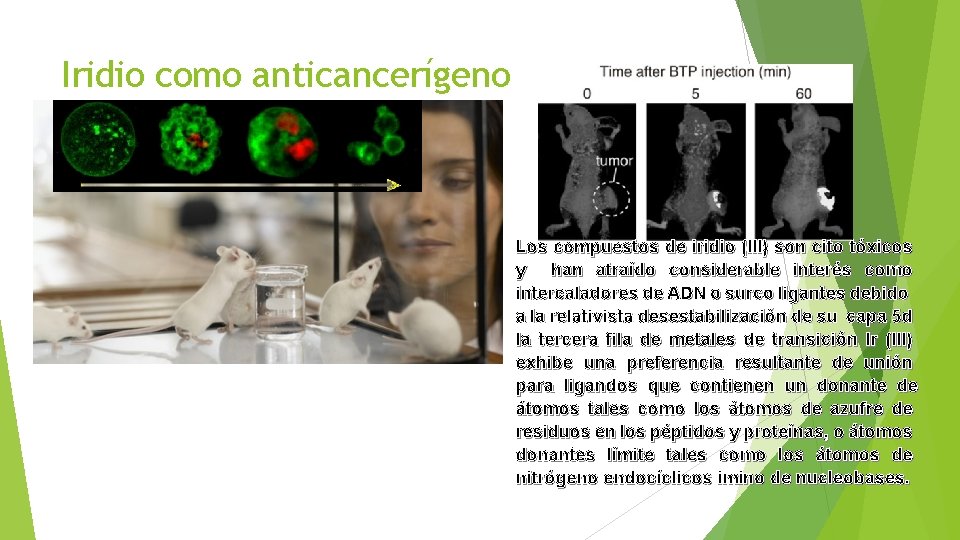 Iridio como anticancerígeno Los compuestos de iridio (III) son cito tóxicos y han atraído