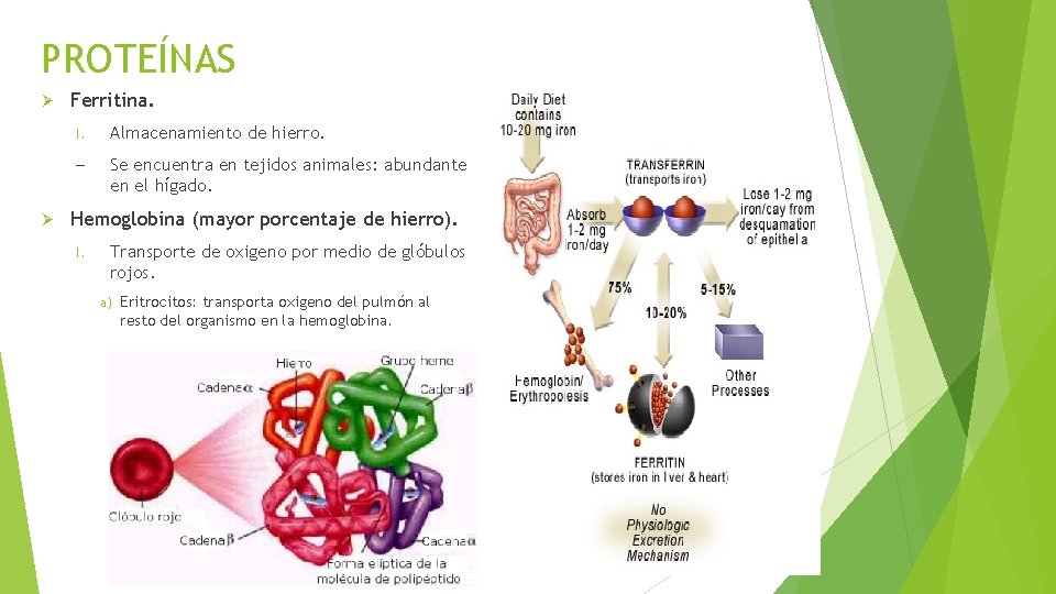 PROTEÍNAS Ferritina. I. Almacenamiento de hierro. – Se encuentra en tejidos animales: abundante en