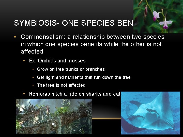SYMBIOSIS- ONE SPECIES BENEFITS • Commensalism: a relationship between two species in which one