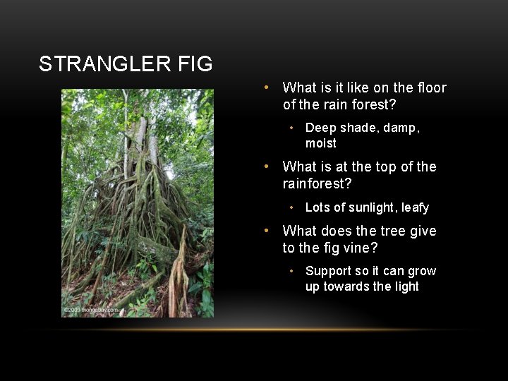 STRANGLER FIG • What is it like on the floor of the rain forest?
