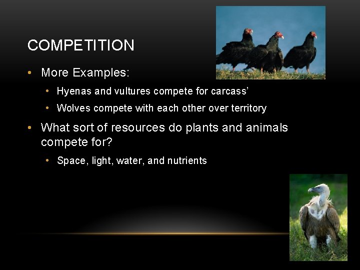 COMPETITION • More Examples: • Hyenas and vultures compete for carcass’ • Wolves compete