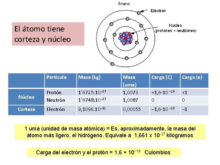 El átomo tiene corteza y núcleo Partícula Masa (kg) Carga (C) Carga (e) 1´ El átomo tiene corteza y núcleo Partícula Masa (kg) Carga (C) Carga (e) 1´