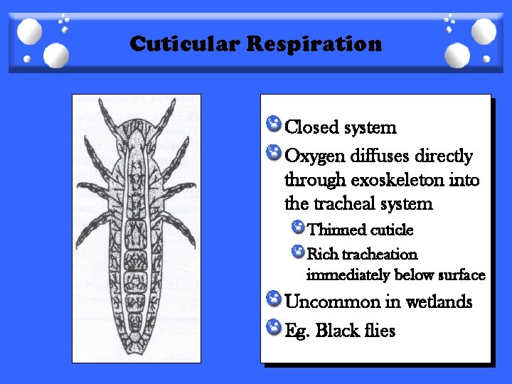 Cuticular Respiration Closed system Oxygen diffuses directly through exoskeleton into the tracheal system Thinned