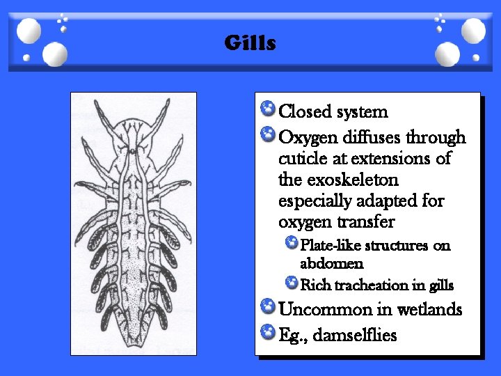 Gills Closed system Oxygen diffuses through cuticle at extensions of the exoskeleton especially adapted