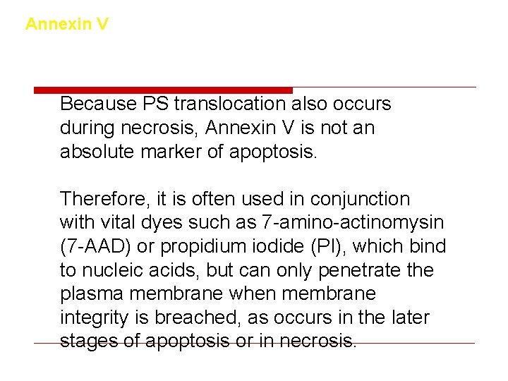 Annexin V Because PS translocation also occurs during necrosis, Annexin V is not an