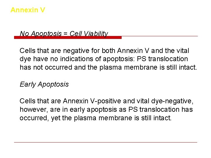 Annexin V No Apoptosis = Cell Viability Cells that are negative for both Annexin