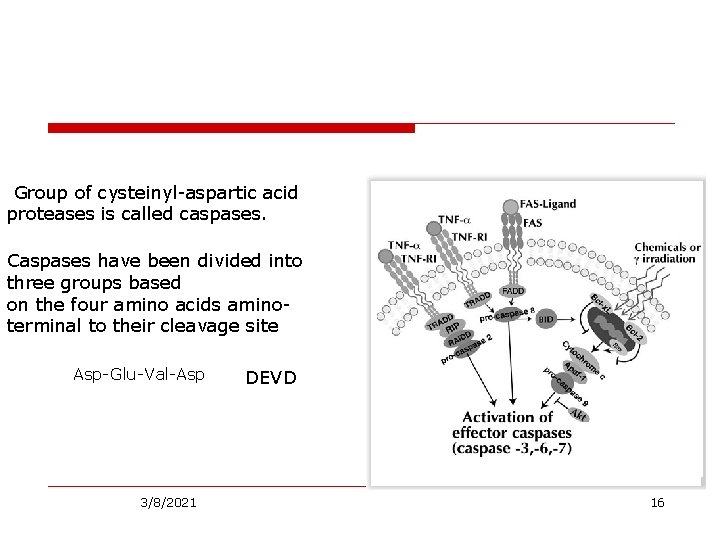 Group of cysteinyl-aspartic acid proteases is called caspases. Caspases have been divided into three