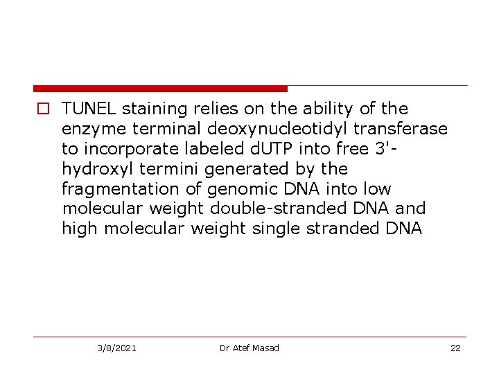 o TUNEL staining relies on the ability of the enzyme terminal deoxynucleotidyl transferase to