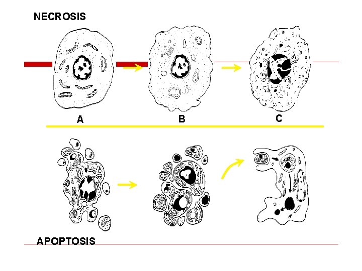 NECROSIS A APOPTOSIS B C 