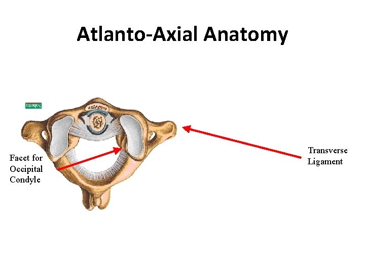 Atlanto-Axial Anatomy Facet for Occipital Condyle Transverse Ligament 