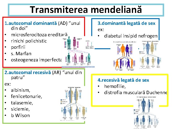 Transmiterea mendeliană 1. autozomal dominantă (AD) “unul din doi” • microsferocitoza ereditară • rinichi