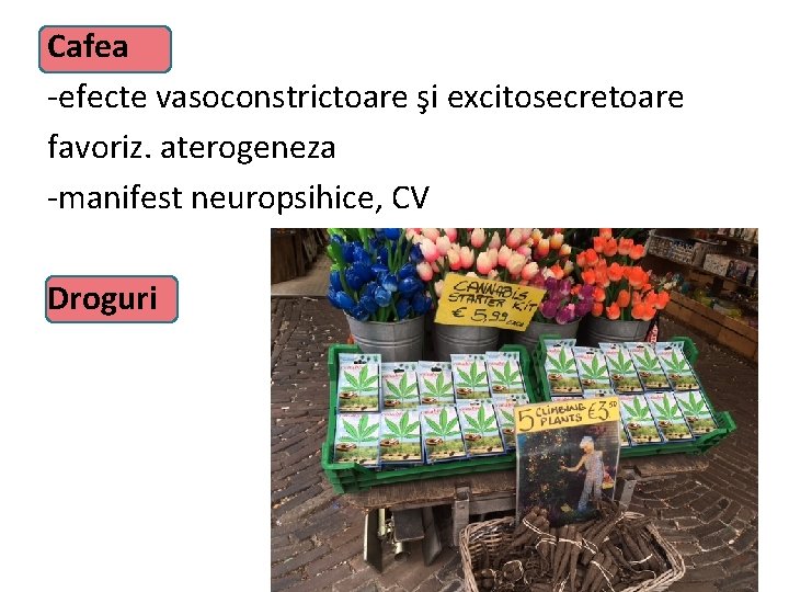 Cafea -efecte vasoconstrictoare şi excitosecretoare favoriz. aterogeneza -manifest neuropsihice, CV Droguri 