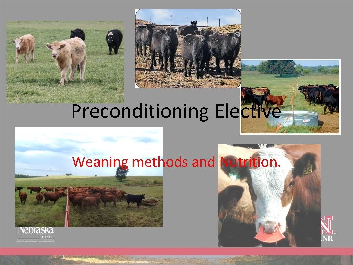 Preconditioning Elective Weaning methods and Nutrition. 