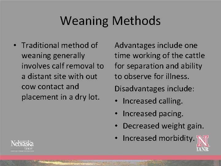 Weaning Methods • Traditional method of weaning generally involves calf removal to a distant