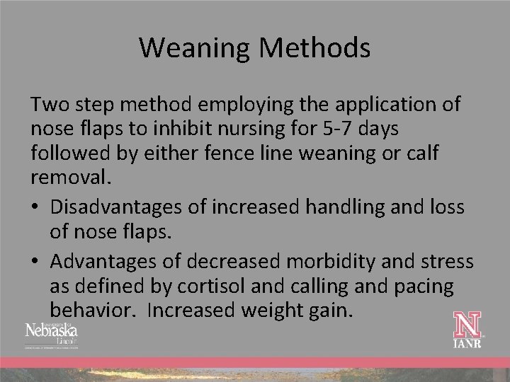 Weaning Methods Two step method employing the application of nose flaps to inhibit nursing