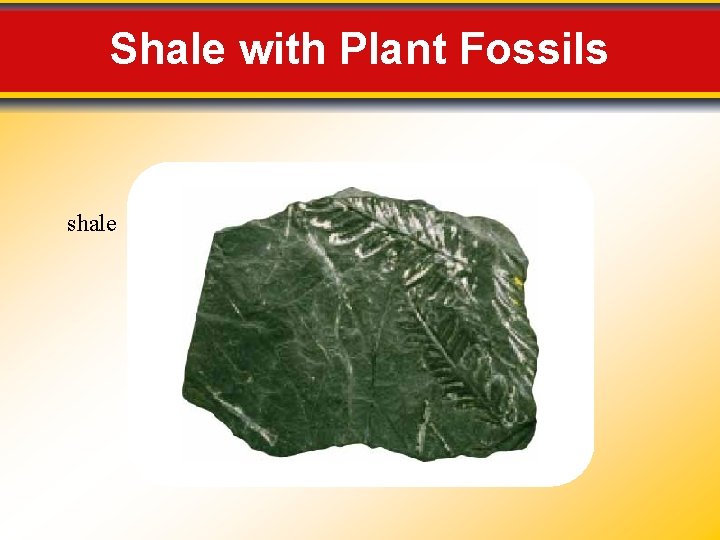 Shale with Plant Fossils shale Shale with Plant Fossils shale
