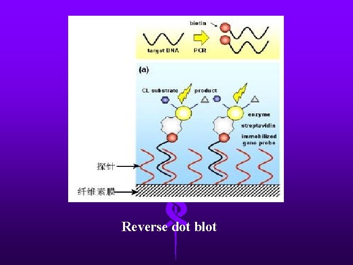 Reverse dot blot 