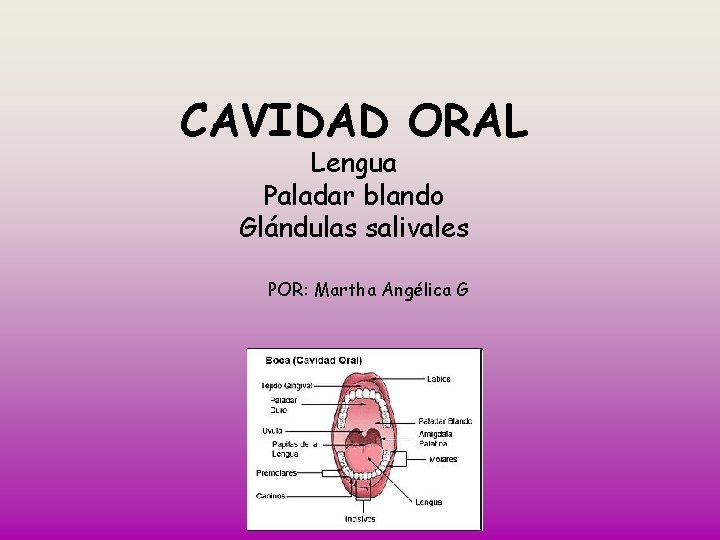 CAVIDAD ORAL Lengua Paladar blando Glándulas salivales POR: Martha Angélica G 