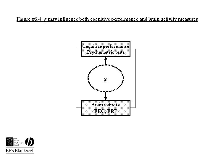 Figure #6. 4 g may influence both cognitive performance and brain activity measures Cognitive