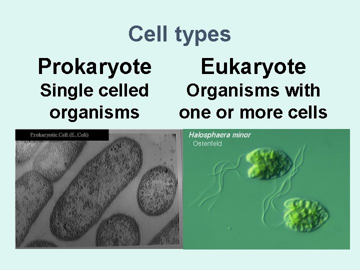 Cell types Prokaryote Eukaryote Single celled organisms Organisms with one or more cells 