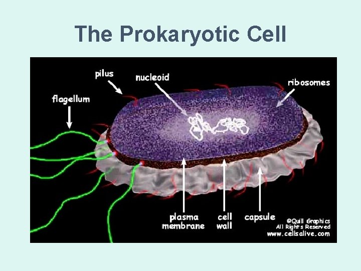 The Prokaryotic Cell 