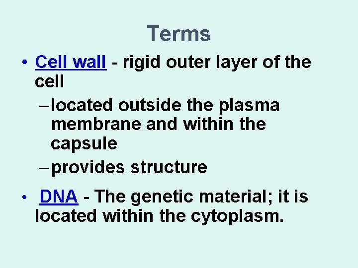 Terms • Cell wall - rigid outer layer of the cell – located outside