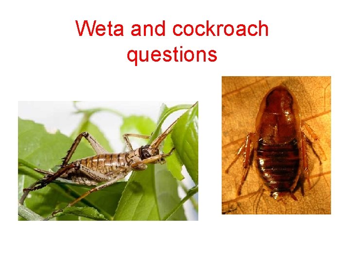 Weta and cockroach questions 