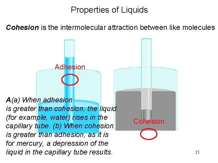 Properties of Liquids Cohesion is the intermolecular attraction between like molecules Adhesion A(a) When