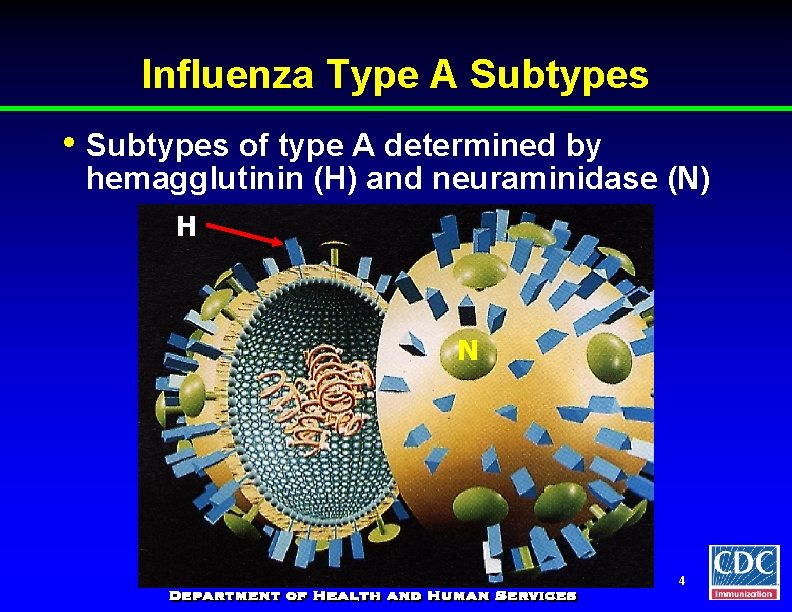 Influenza Type A Subtypes • Subtypes of type A determined by hemagglutinin (H) and
