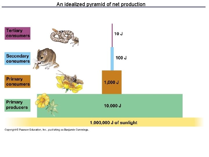 An idealized pyramid of net production 