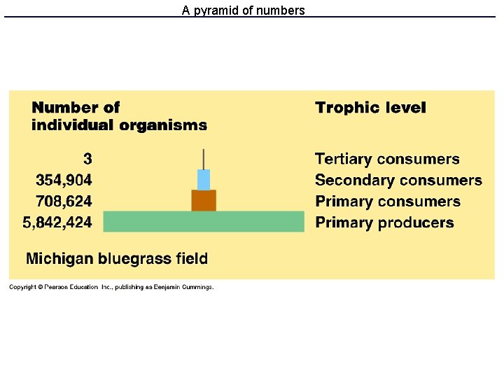 A pyramid of numbers 