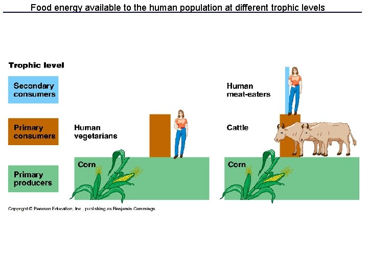 Food energy available to the human population at different trophic levels 