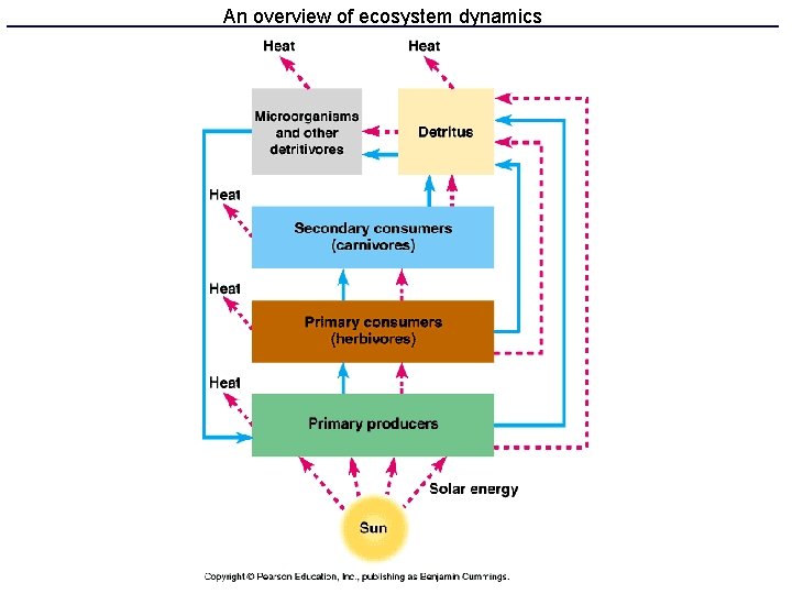 An overview of ecosystem dynamics 