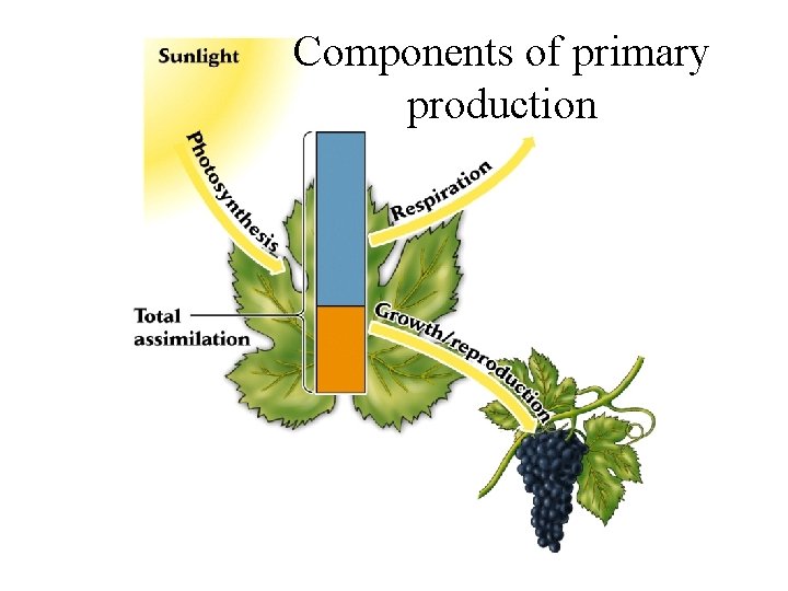 Components of primary production 
