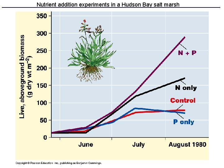 Nutrient addition experiments in a Hudson Bay salt marsh 