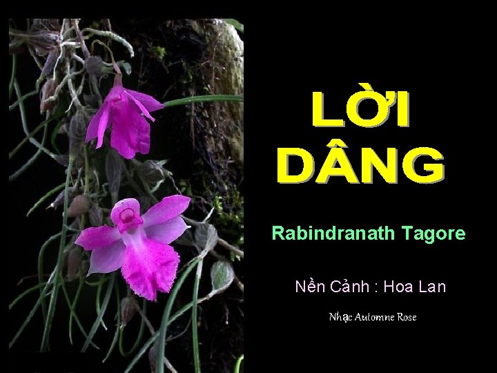 Rabindranath Tagore Nền Cảnh : Hoa Lan Nhạc Automne Rose. . 