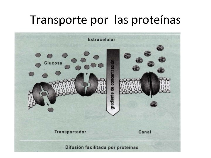 Transporte por las proteínas 
