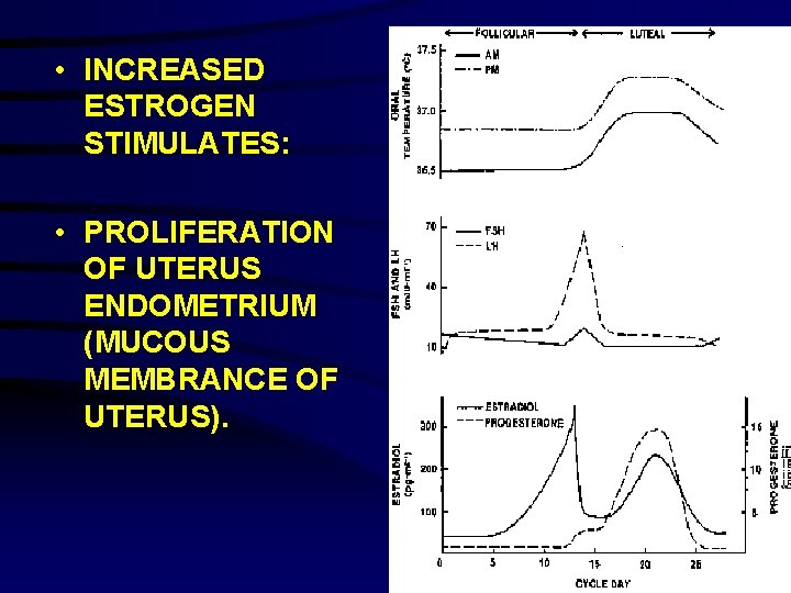  • INCREASED ESTROGEN STIMULATES: • PROLIFERATION OF UTERUS ENDOMETRIUM (MUCOUS MEMBRANCE OF UTERUS).