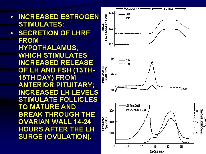  • INCREASED ESTROGEN STIMULATES: • SECRETION OF LHRF FROM HYPOTHALAMUS, WHICH STIMULATES INCREASED