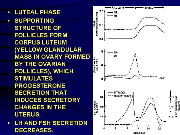  • LUTEAL PHASE • SUPPORTING STRUCTURE OF FOLLICLES FORM CORPUS LUTEUM (YELLOW GLANDULAR