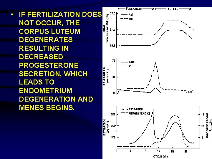 • IF FERTILIZATION DOES NOT OCCUR, THE CORPUS LUTEUM DEGENERATES RESULTING IN DECREASED