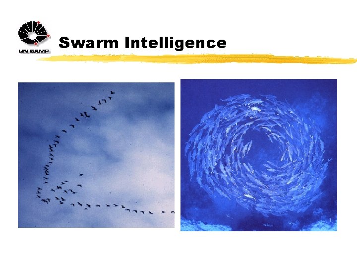 Swarm Intelligence 