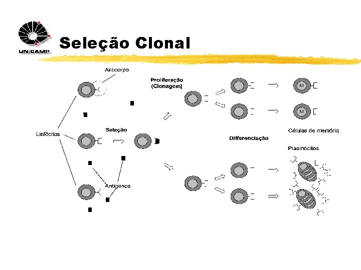 Seleção Clonal 